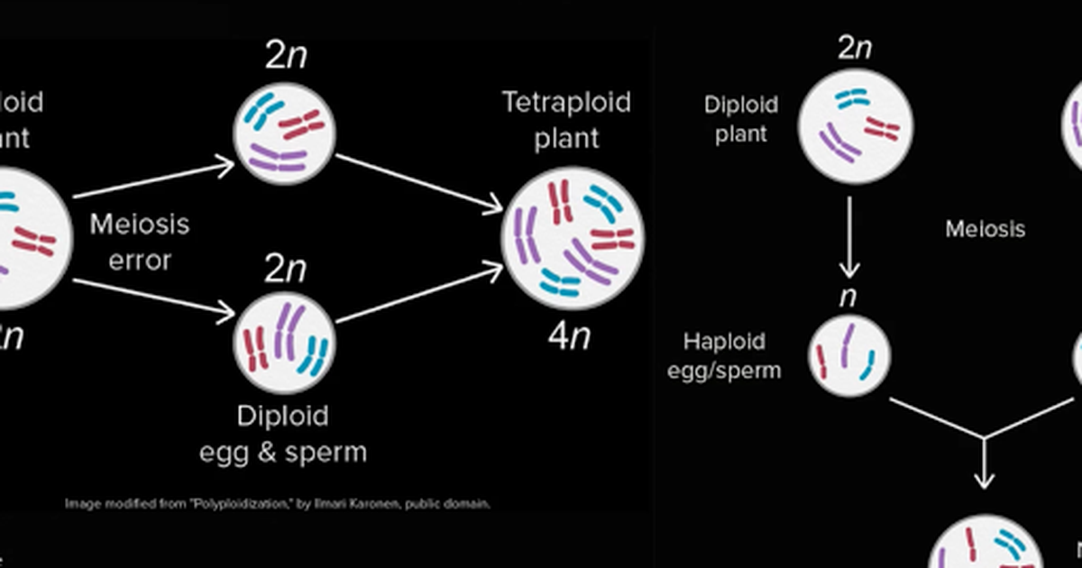 Allopatric and Sympatric Speciation