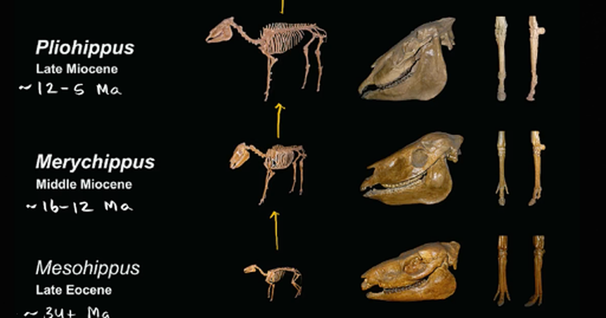 Evidence for Evolution
