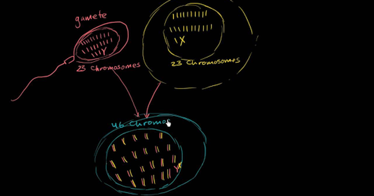 Fertilization Terminology: Gametes, Zygotes, Haploid, Diploid