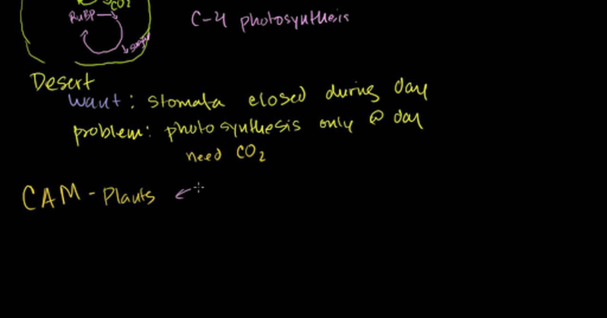 CAM Plants