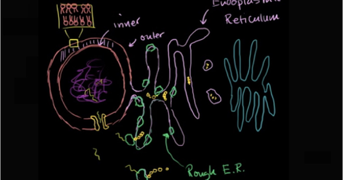 Endoplasmic Reticulum and Golgi Bodies