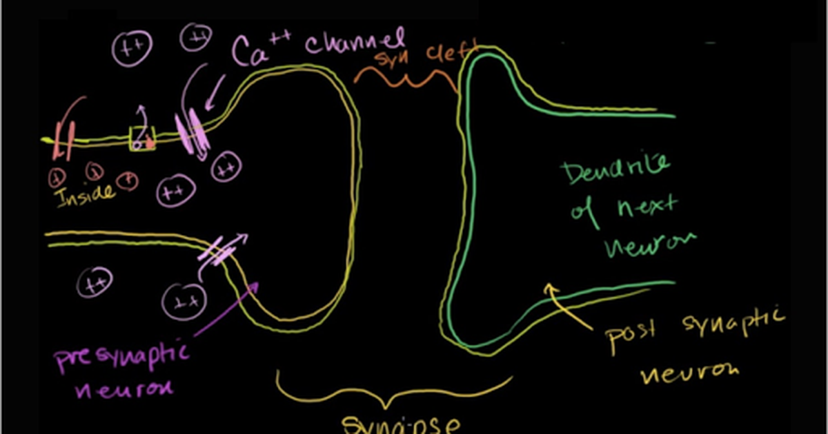Neuronal Synapses (Chemical)