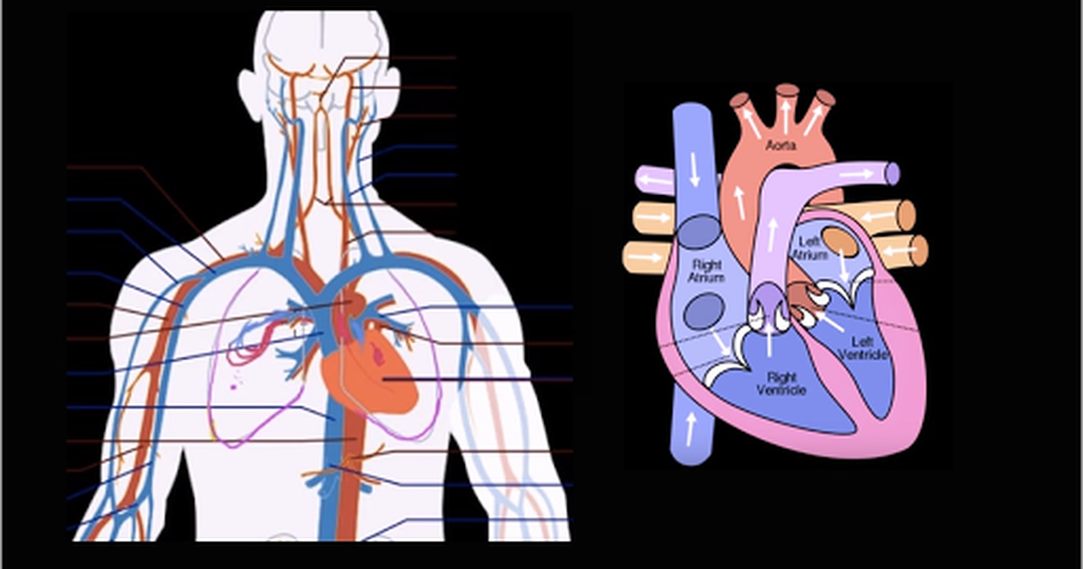 Circulatory System and the Heart