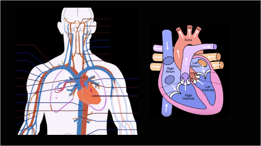 Circulatory System and the Heart - LabXchange
