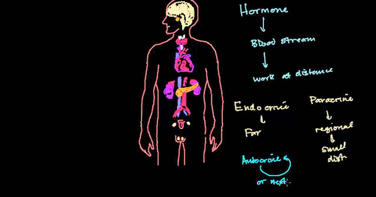 Intro to the Endocrine System