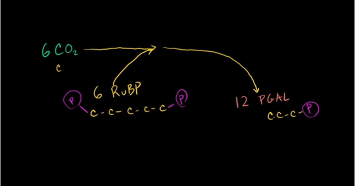 Photosynthesis: Calvin Cycle