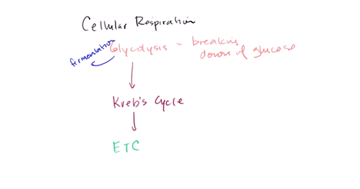 Overview of Glycolysis