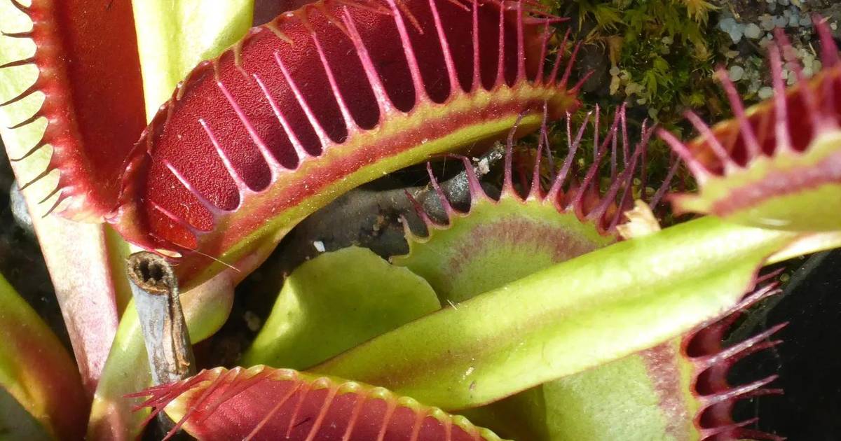 Remembering Prey: The Short-Term Memories of Venus Flytraps