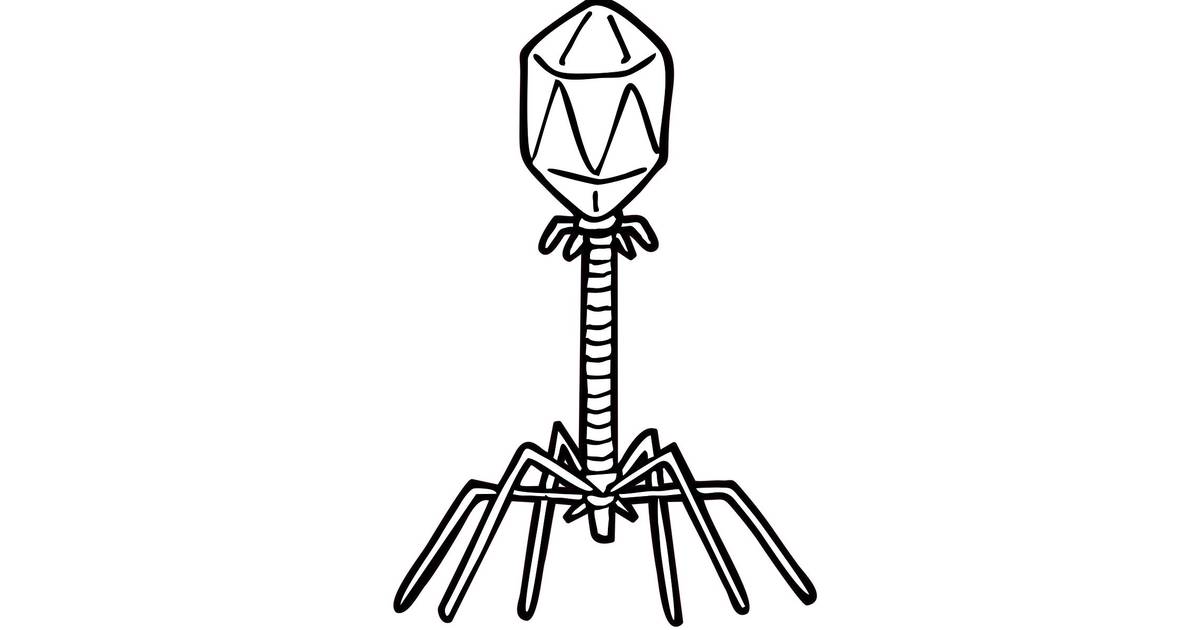 Phages Can Be More Effective and Specific Than Antibiotics in Combatting Bacteria