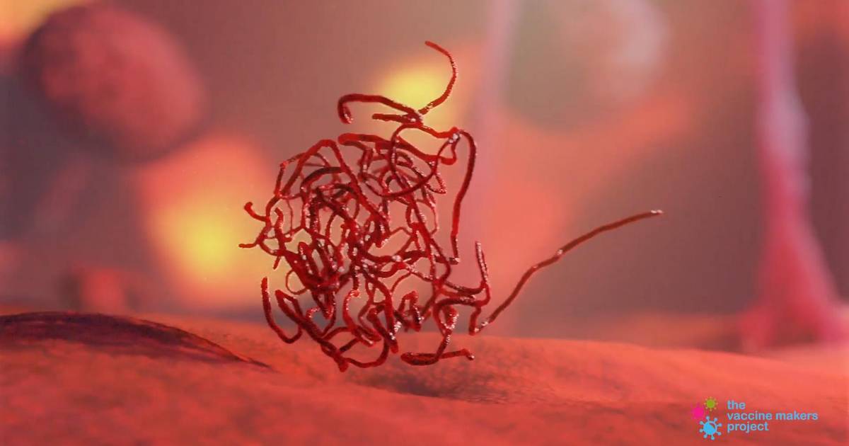 How Do Viruses Reproduce?