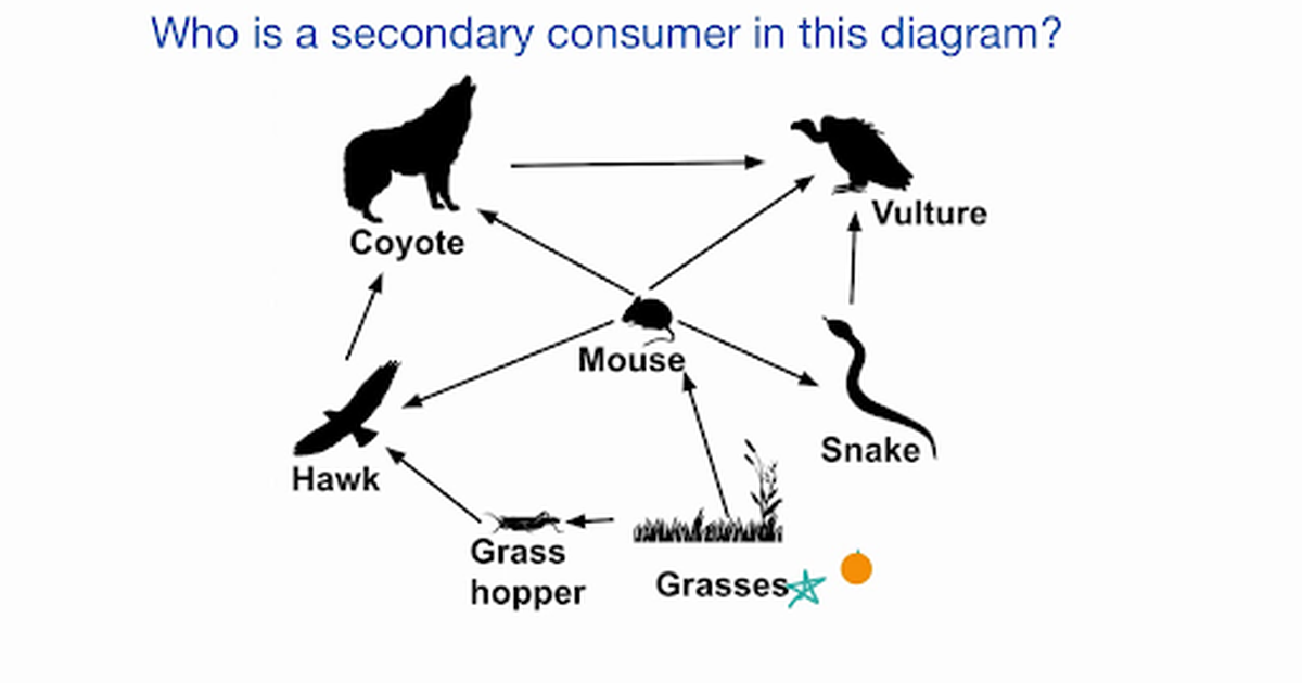 Example Identifying Roles in a Food Web