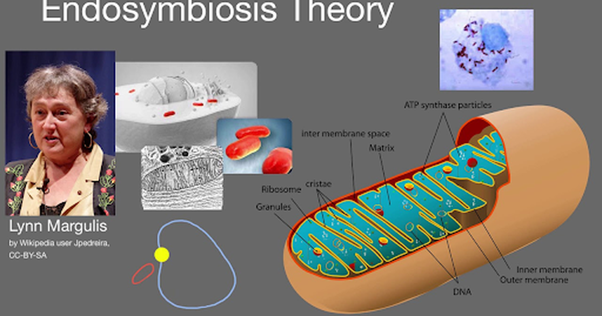 Endosymbiosis Theory