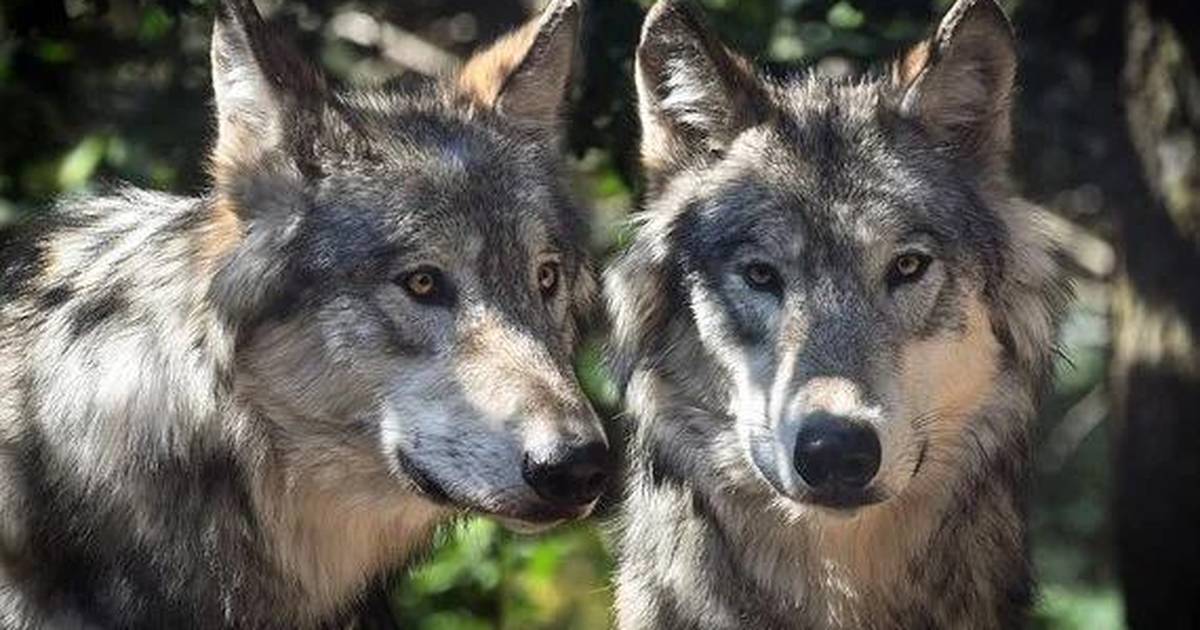 Can Wolves Change the Course of the Rivers?