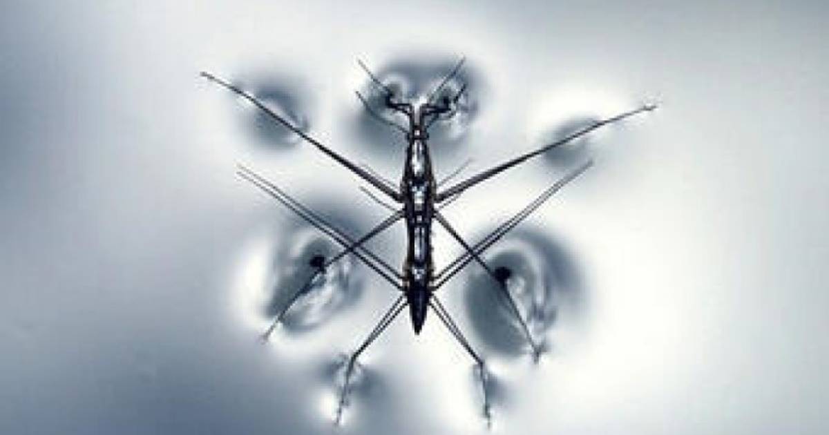 Surface Tension and Water