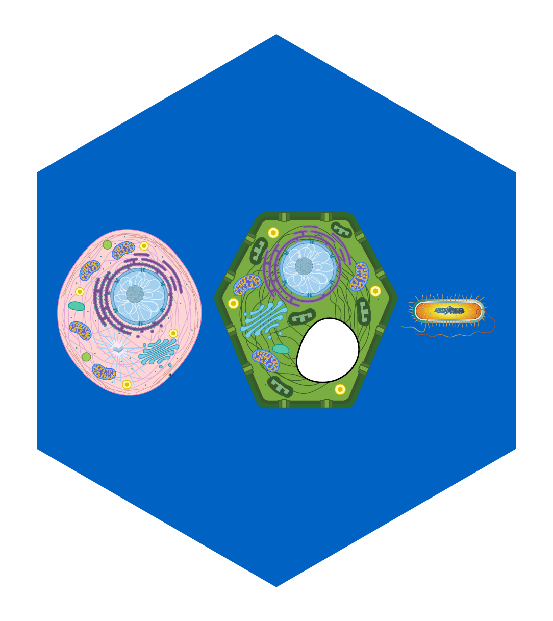 Biochemistry, Cells, and Energetics