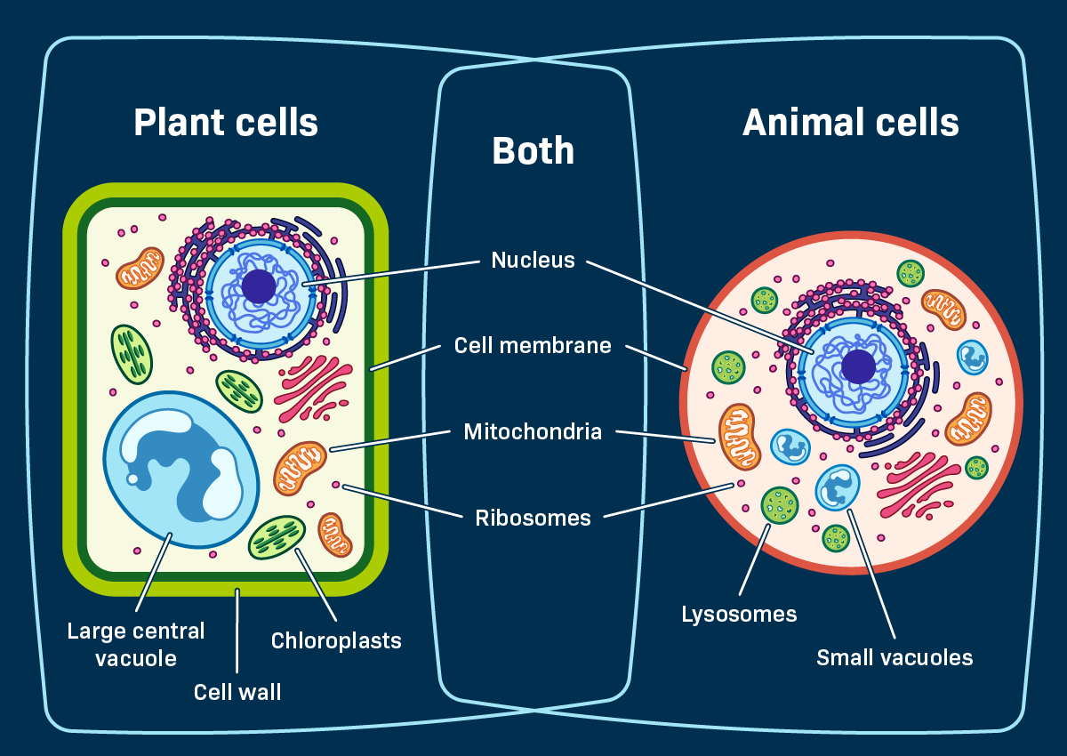 Plant Cell Structure