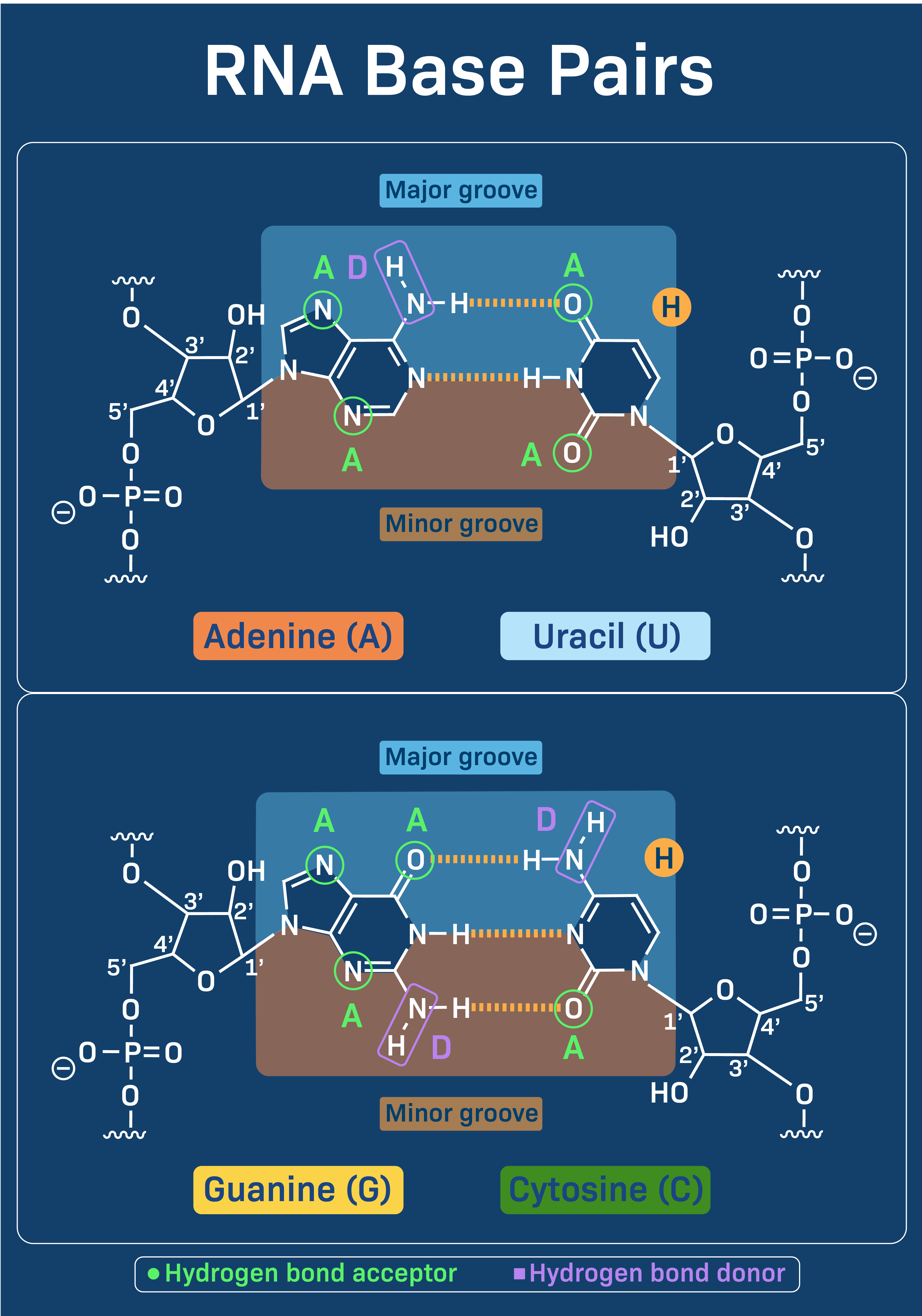 Chat base. Dna database. Днк аденин. Хугстиновские пары. Thymine.